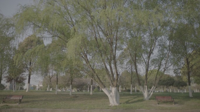 春日公园树木上移特写镜头