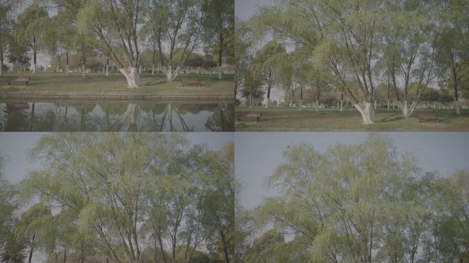 春日公园树木上移特写镜头