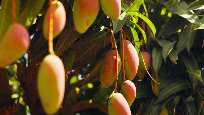 芒果果园芒果种植