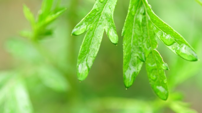 雨中的绿色植物叶子水珠