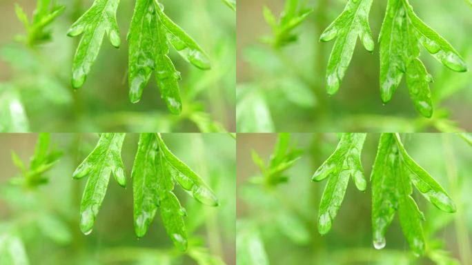 雨中的绿色植物叶子水珠