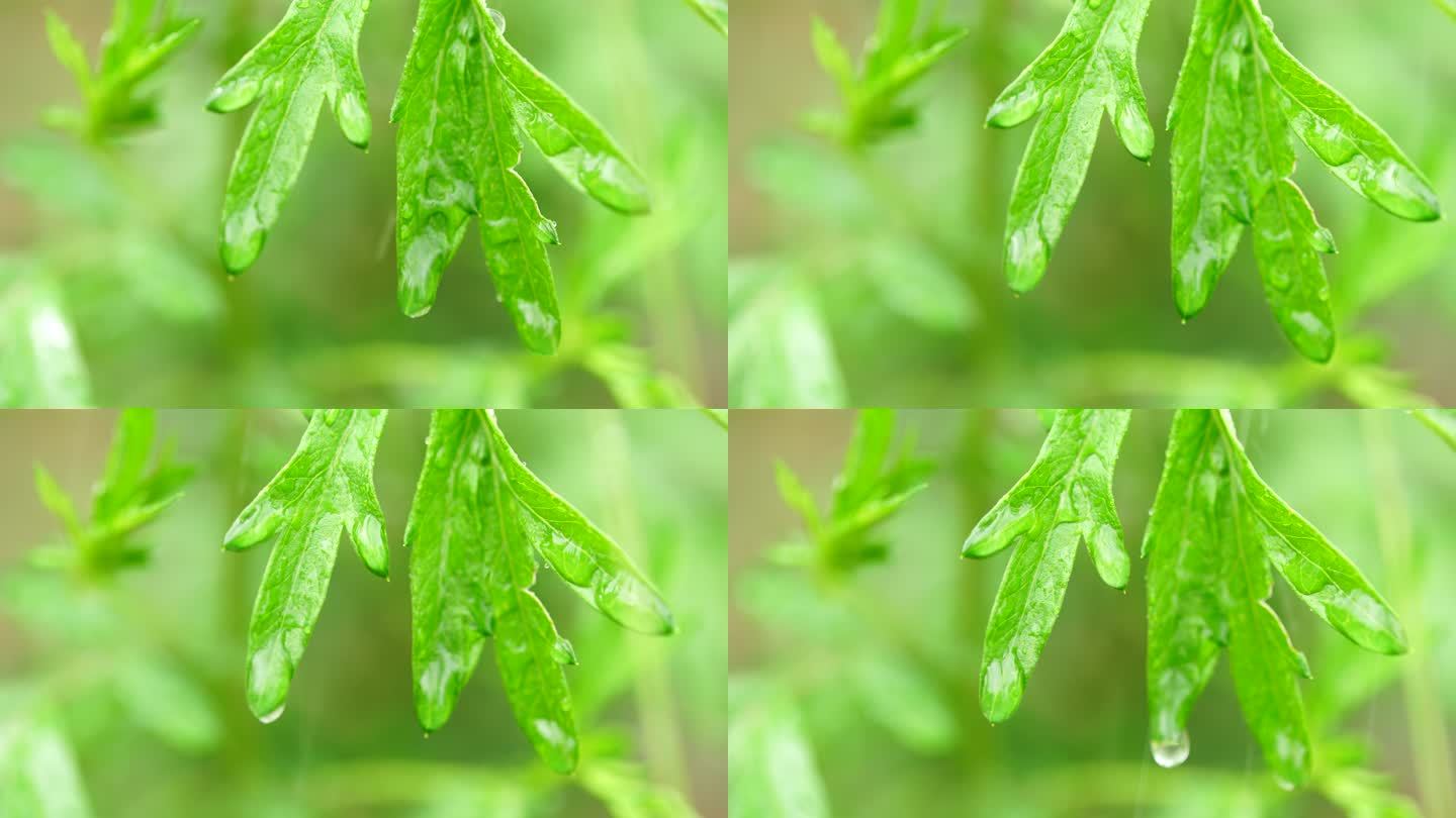 雨中的绿色植物叶子水珠