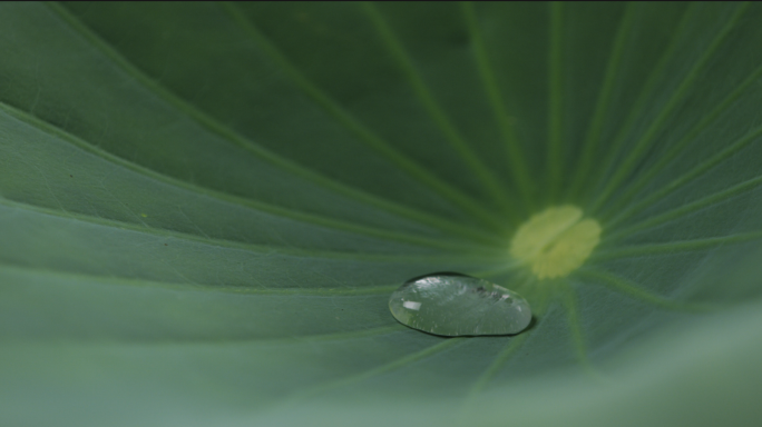 荷叶水滴慢动作特写 棚内