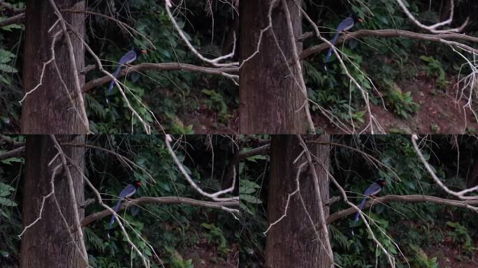 树上的红嘴蓝鹊 空镜素材