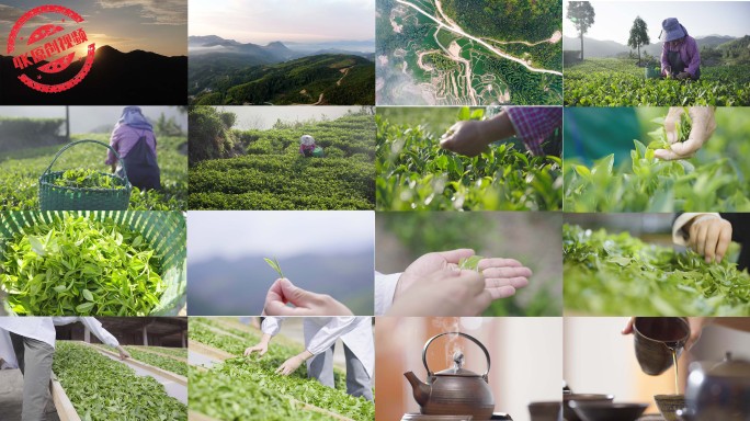 4K原创茶山采茶制茶泡茶