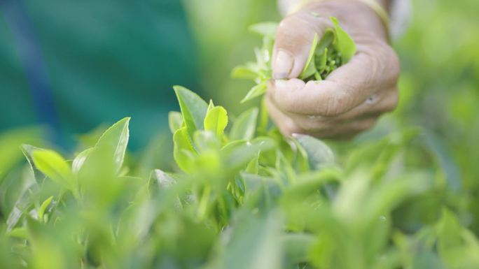 4K原创茶山采茶制茶泡茶