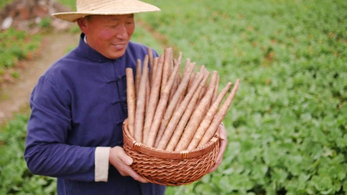 铁棍山药