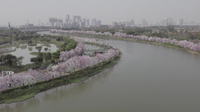 广州海珠湿地公园航拍