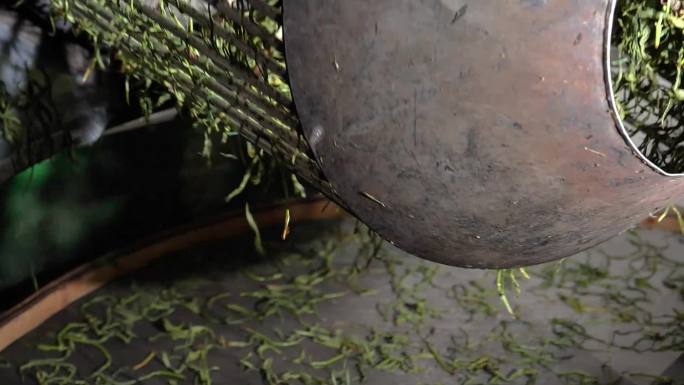 凤凰山茶叶单枞茶制茶工艺全程摇青揉捻碳焙
