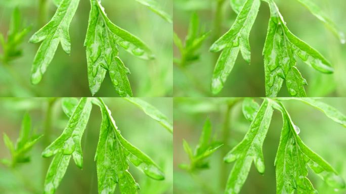 雨中的绿色植物叶子水珠