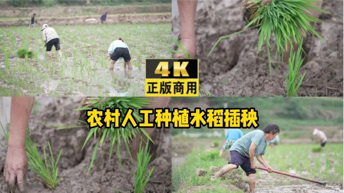 农村人工种植水稻插秧农民开心笑容