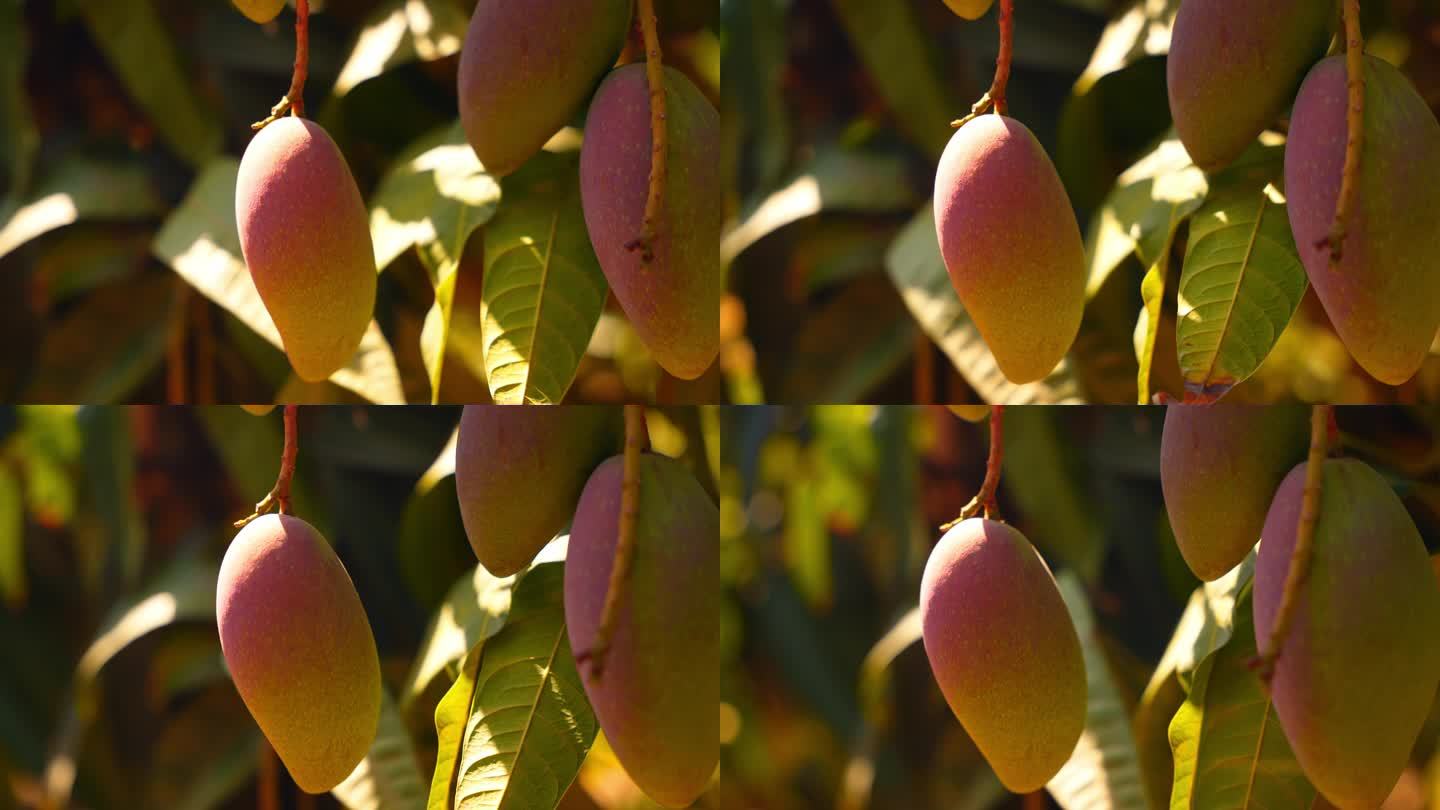 芒果果园芒果种植