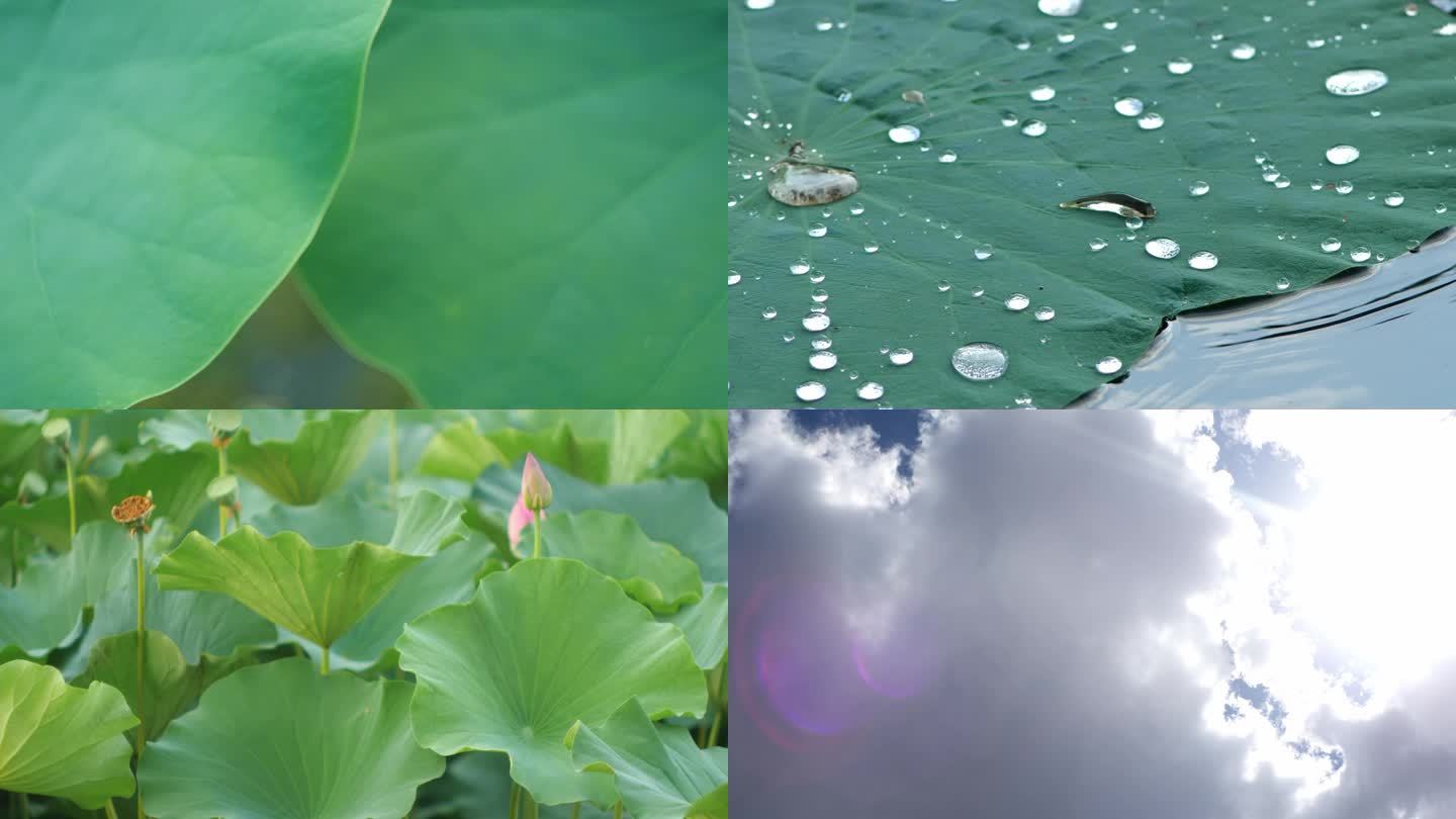 雨后荷花