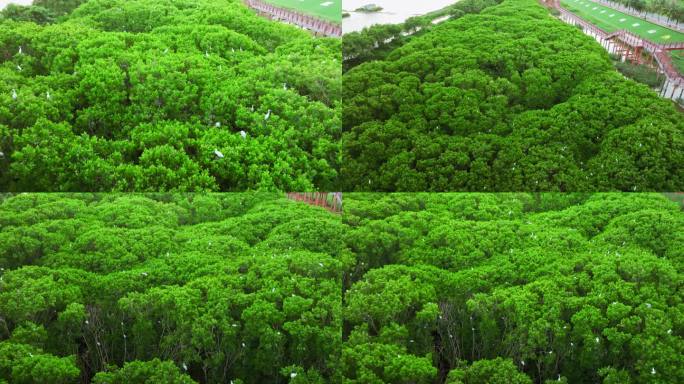 红树林湿地 海边红树林 栖息地航拍合集