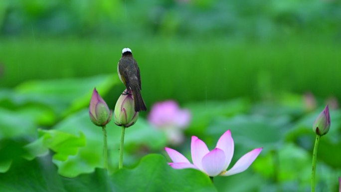 荷花上的小鸟