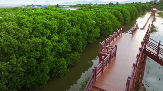 红树林湿地 海边红树林 栖息地航拍合集