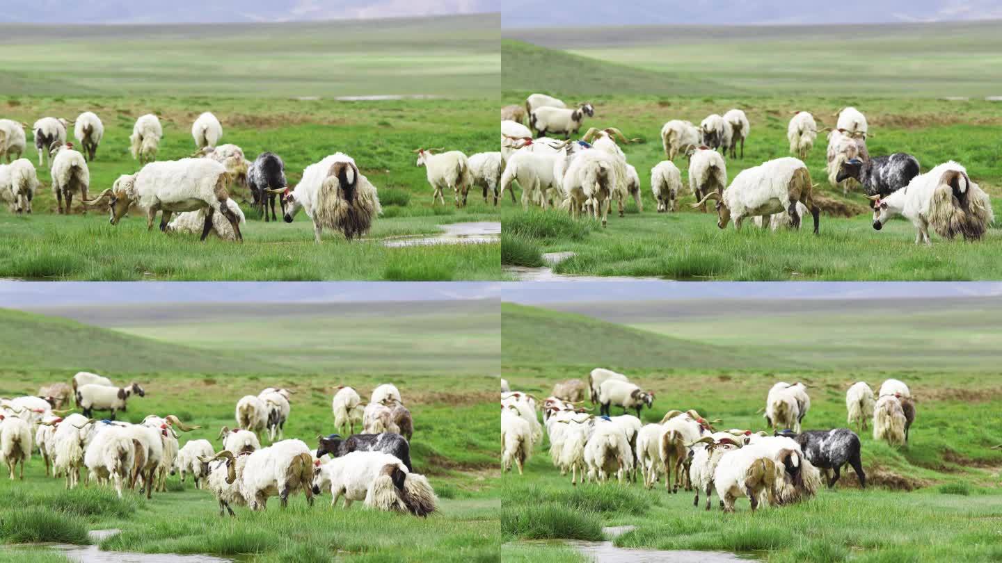 内蒙古羊群 乌拉盖草原 内蒙 草原