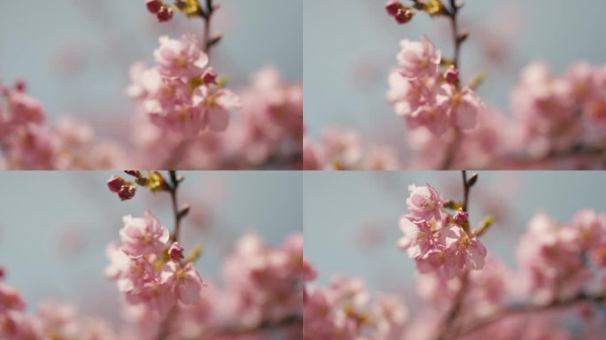 早樱 河津樱 樱花 春天 浪漫