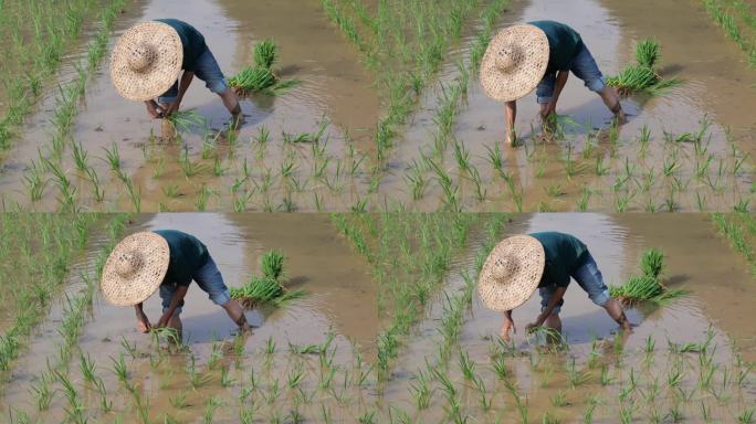 水稻稻田种植插秧