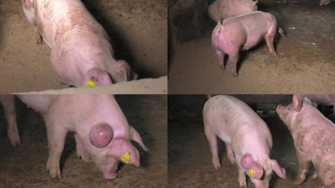 猪群 育肥猪 白猪 外貌 病猪 耳后肿包