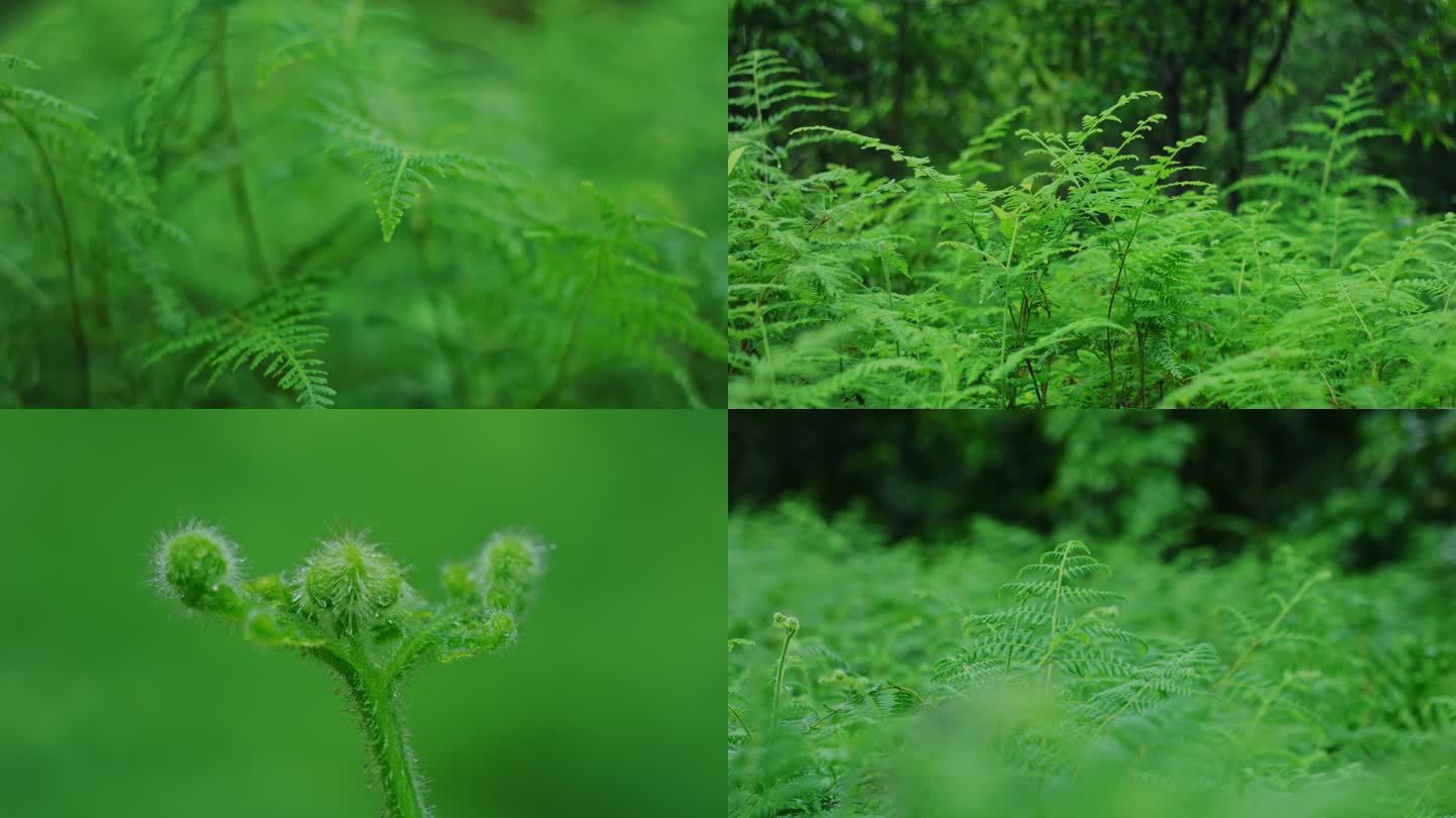 雨天雨滴植物蕨类大自然小清新