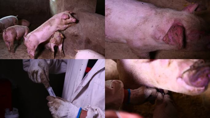 兽医 病猪 保定 抽血 打针 注射疫苗