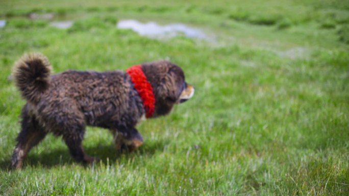 看家护院 狗 草原狗 犬 大型犬草原大狗