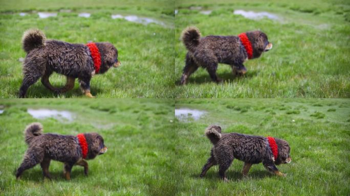 看家护院 狗 草原狗 犬 大型犬草原大狗