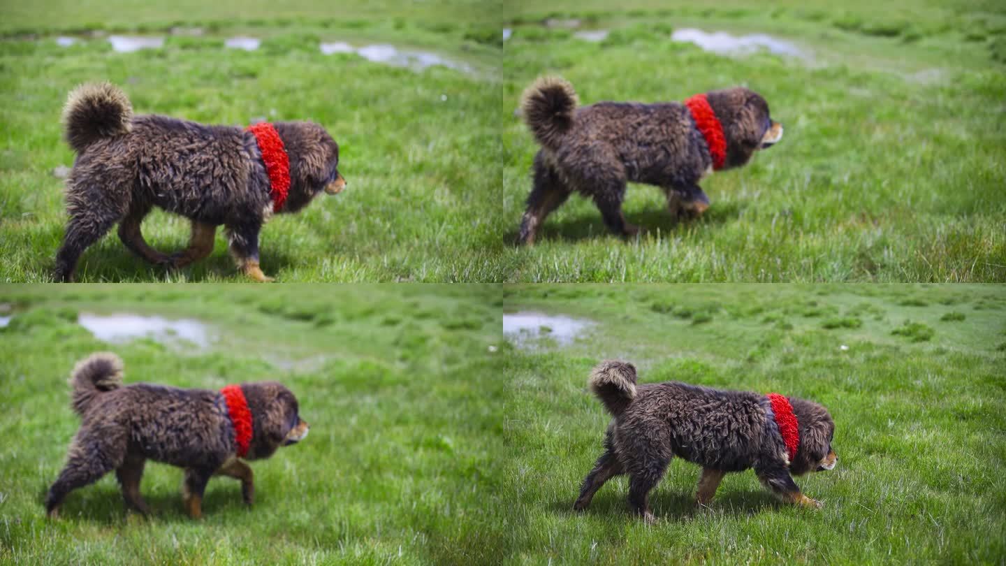 看家护院 狗 草原狗 犬 大型犬草原大狗