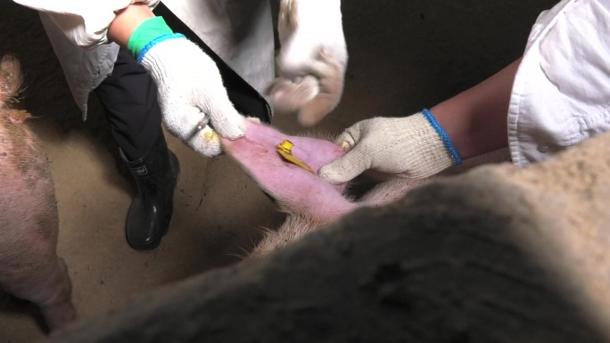 兽医 病猪 保定 消毒 耳朵静脉抽血