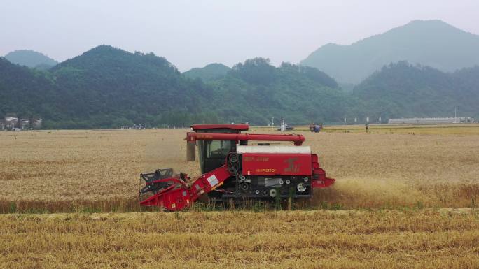 於潜光明农场收割机割稻子机械化丰收