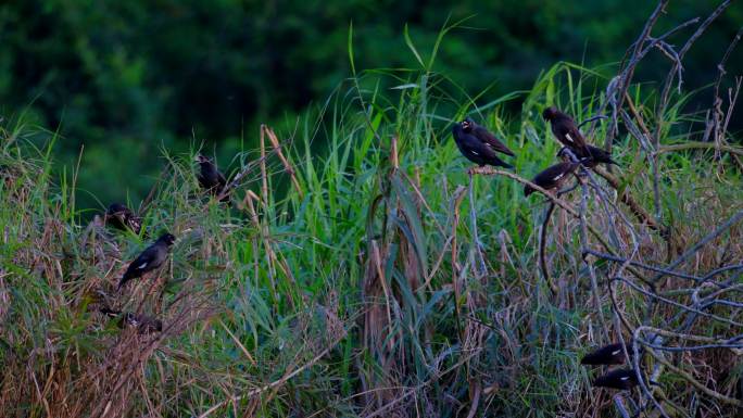 一群八哥站在树枝上 野生小鸟 观鸟