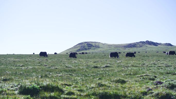 内蒙古生态有机牧场 牧场 草原牧场