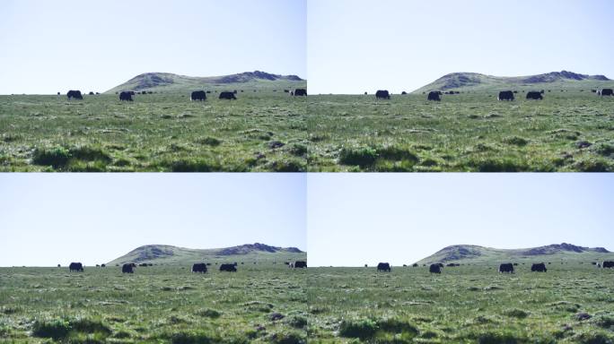 内蒙古生态有机牧场 牧场 草原牧场