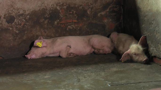 猪圈 育肥猪 猪群 运动 躺卧 睡觉