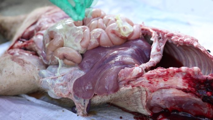 副猪嗜血杆菌病 内脏 肝脏肿大 淋巴出血