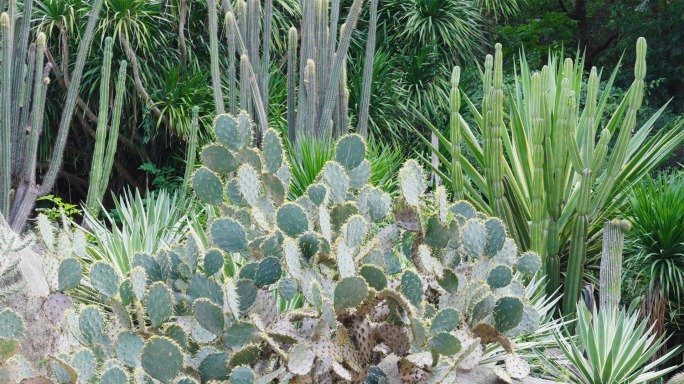 多肉植物仙人球仙人掌植物园