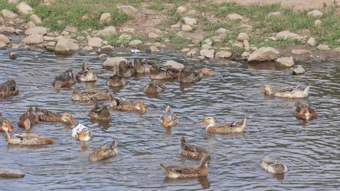 【合集】鸭子养殖  河边鸭子