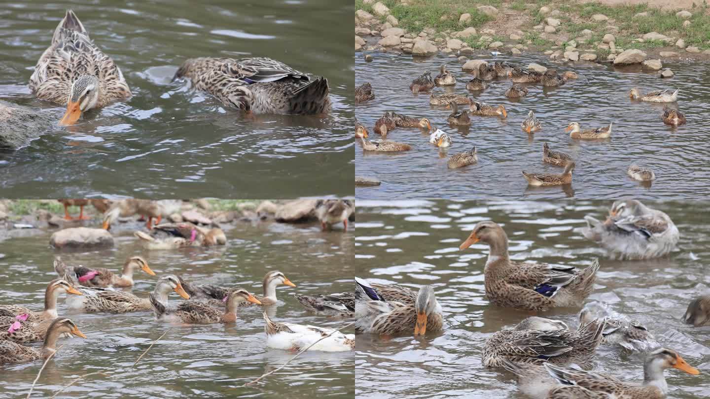 【合集】鸭子养殖  河边鸭子