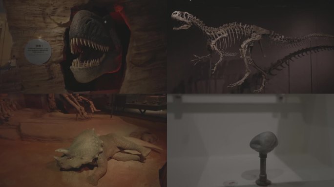 正佳博物馆恐龙化石