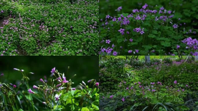 酢浆草 红花 野花 开花 延时摄影