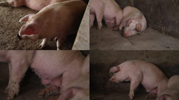 猪圈 猪群 育肥猪 白猪 睡觉 外貌特征