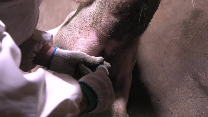 兽医 病猪 保定 打针 注射疫苗 抽血