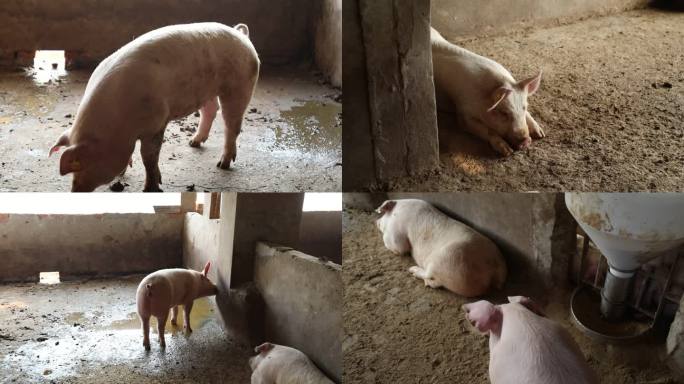 猪群 育肥猪 白猪 运动 撒尿 饮水