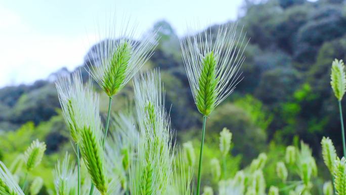 青绿色的小麦麦田麦子小麦特写