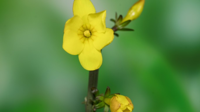 迎春花开花延时摄影