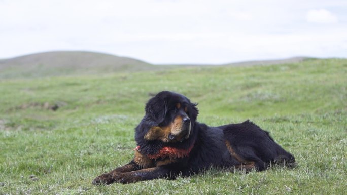 青青草原 高山草原犬 牧羊犬 藏獒 藏狗