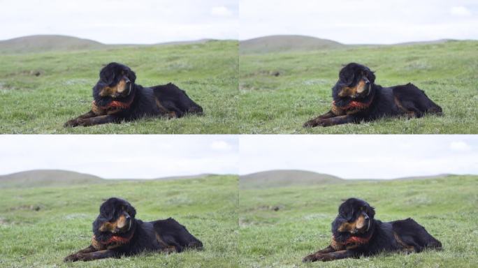 青青草原 高山草原犬 牧羊犬 藏獒 藏狗