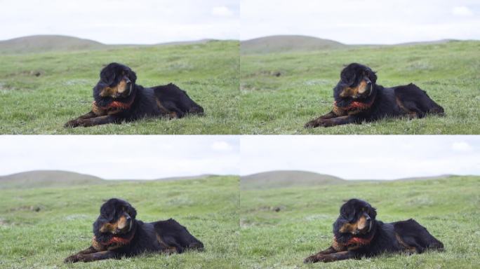 青青草原 高山草原犬 牧羊犬 藏獒 藏狗