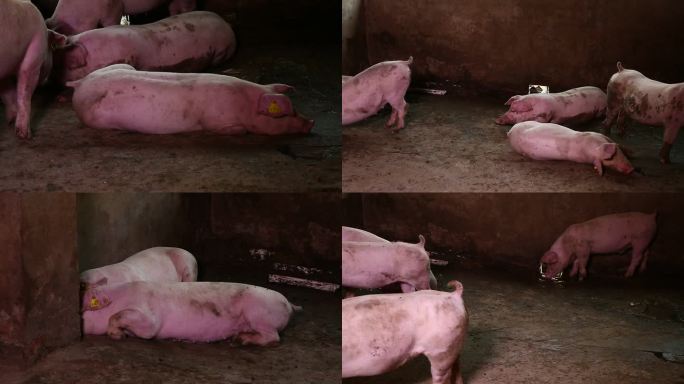 猪圈 猪群 育肥猪 睡觉 趴卧 外貌